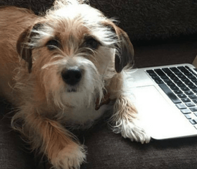 3 Games to Play Inside With Your Dog